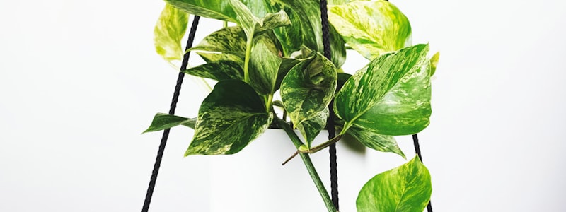 说球帝足球赛事直播特色：多路解说、实时数据、高清画质